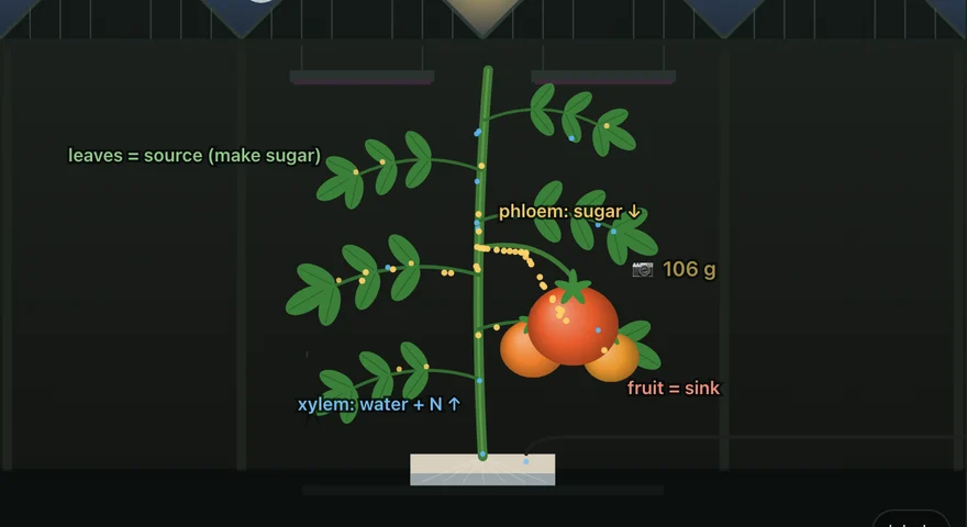 Grow a Tomato: a ripe tomato on the vine, with leaves, phloem and fruit labelled